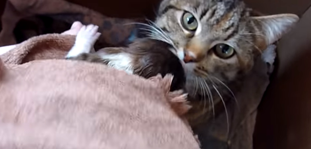VIDEO Pogledajte što je  mama maca učinila s odbačenim psićem