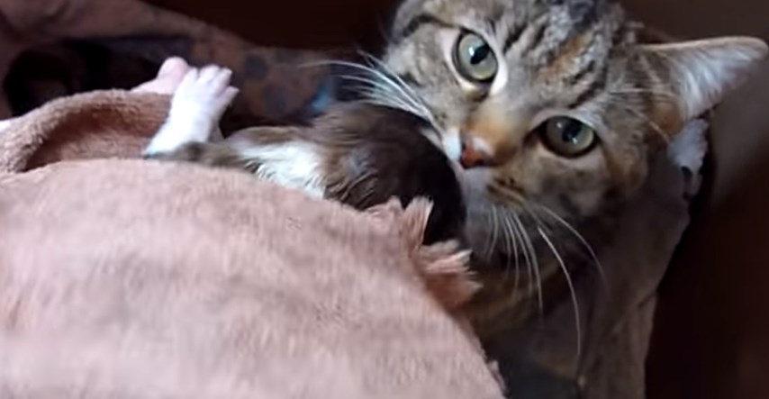VIDEO Pogledajte što je  mama maca učinila s odbačenim psićem