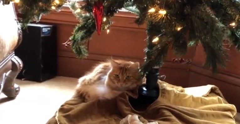 Ova maca ovih blagdana ima samo jedan zadatak - obraniti božićno drvce