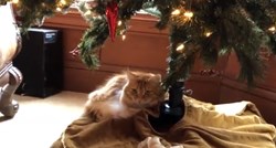 Ova maca ovih blagdana ima samo jedan zadatak - obraniti božićno drvce