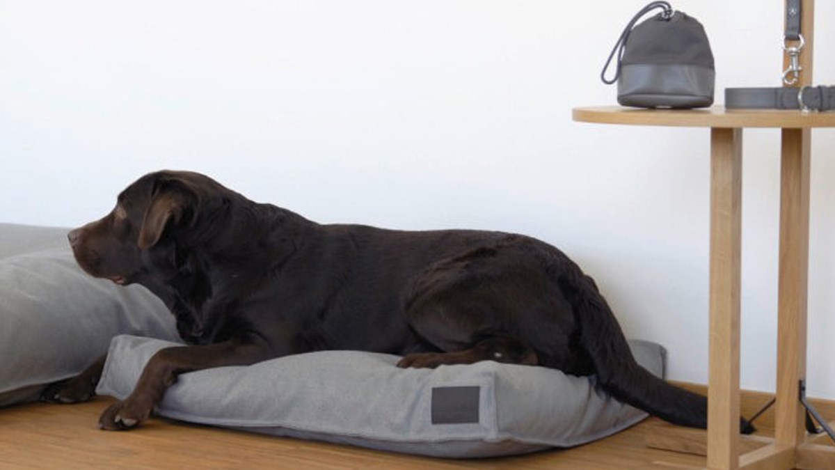 Mercedes-Benz u suradnji s MiaCarom napravio krevete, ogrlice i vodilice za pse