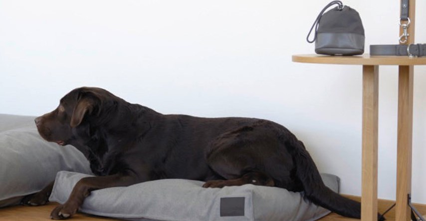 Mercedes-Benz u suradnji s MiaCarom napravio krevete, ogrlice i vodilice za pse