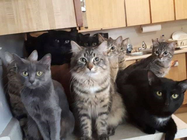 Žena pozvala pomoć nakon što je njezin dom postao doslovno zatrpan mačkama