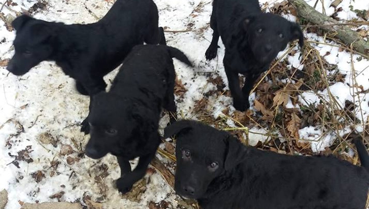 Mirko Filipović ponovno pokazao koliki je čovjek, donirao 10 000 kuna za pse