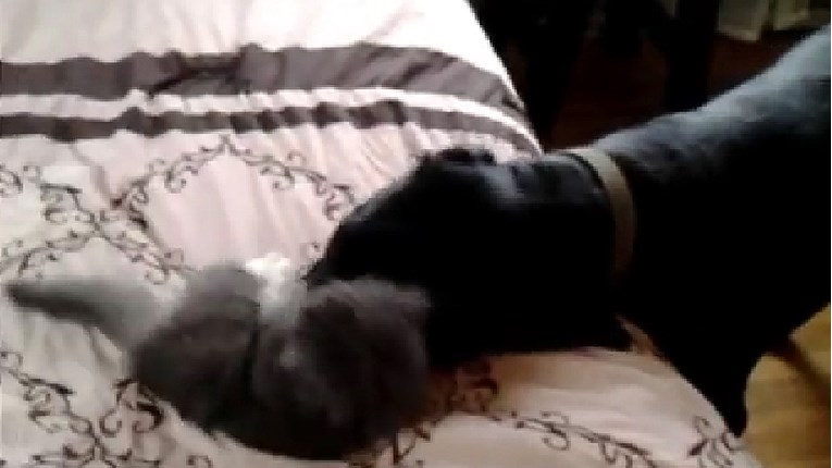 VIDEO Neustrašivi mačić brani krevet od velikog psa