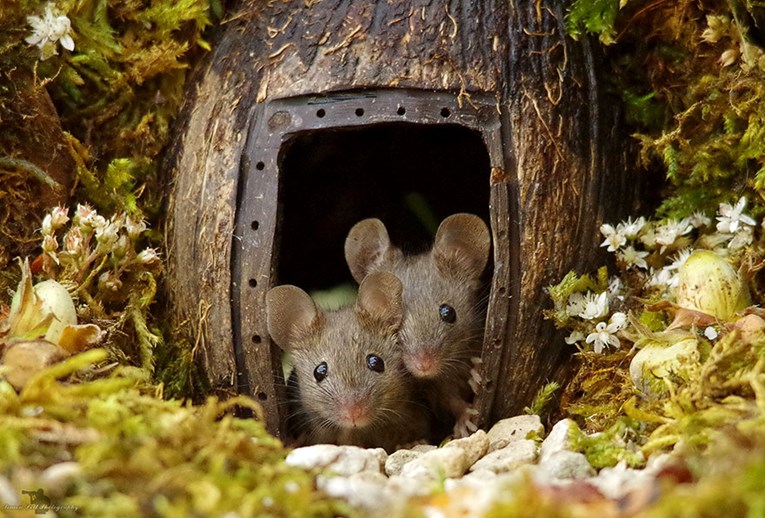 Čovjek je ugledao miša u dvorištu i umjesto klopke, izgradio mu najslađi dom