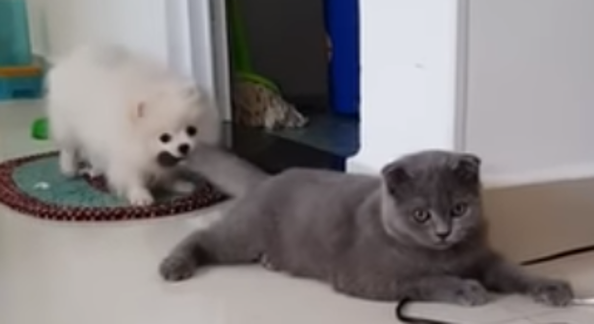 Psić odlučio "napasti" mačku, njezina smiješna reakcija je neprocjenjiva