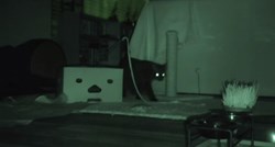 VIDEO Zašto su mačke budne noću i što rade kada vi spavate?