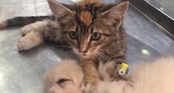 VIDEO Malena maca tješi svog prijatelja psića u veterinarskoj ambulanti