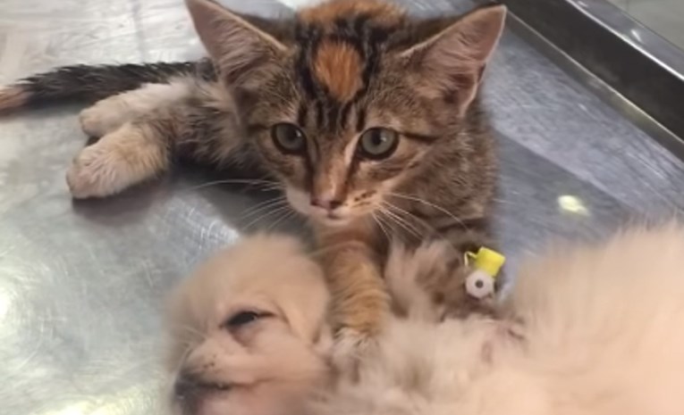 VIDEO Malena maca tješi svog prijatelja psića u veterinarskoj ambulanti