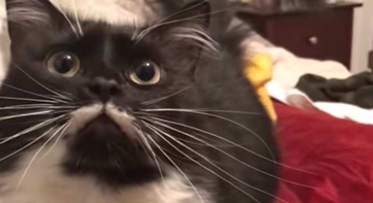VIDEO Ova maca ne zna mijaukati pa na presladak način pozdravlja vlasnika