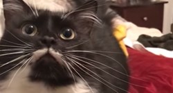VIDEO Ova maca ne zna mijaukati pa na presladak način pozdravlja vlasnika