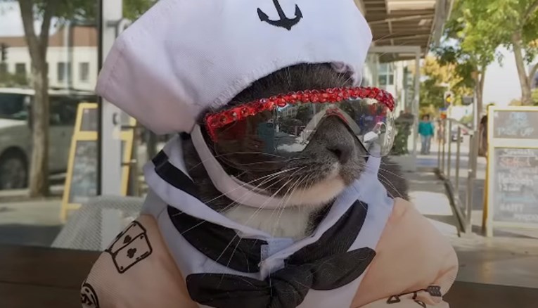 VIDEO Ova maca ima šarenu odjeću i moderne naočale, no ne zbog mode i zabave