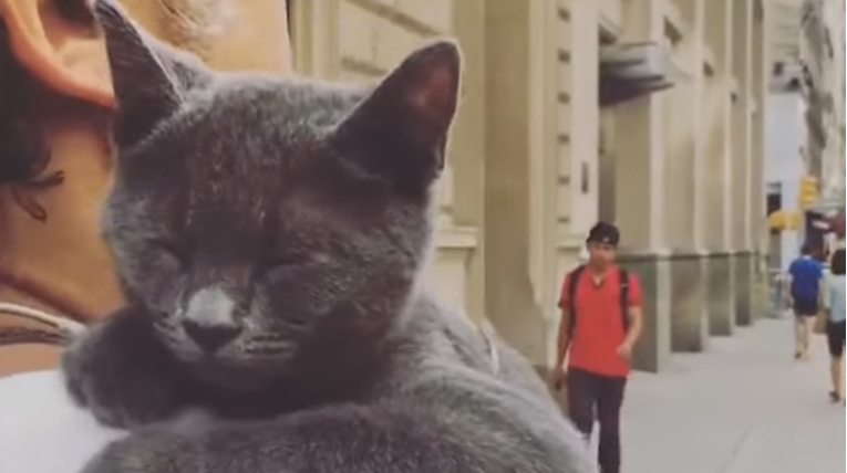 Ova se maca ponaša poput psa, njezino ponašanje začudilo je cijeli svijet