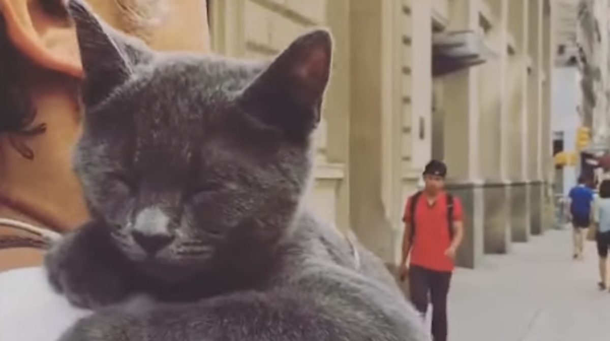 Ova se maca ponaša poput psa, njezino ponašanje začudilo je cijeli svijet