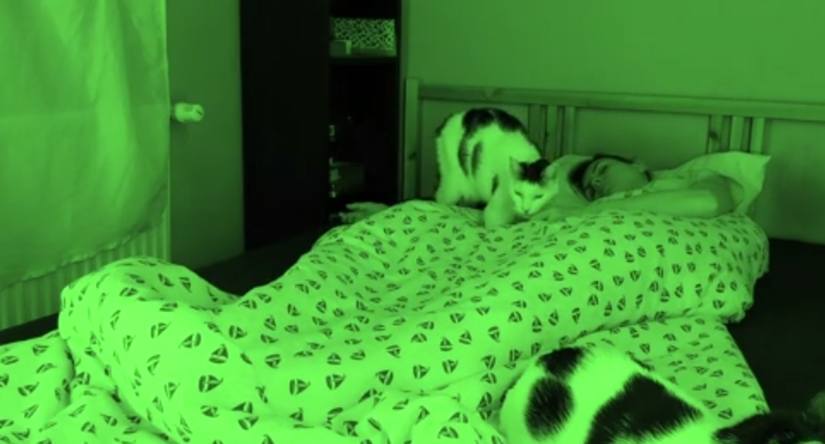 Njezine mace spavaju s njom, no nije imala pojma da to izgleda ovako