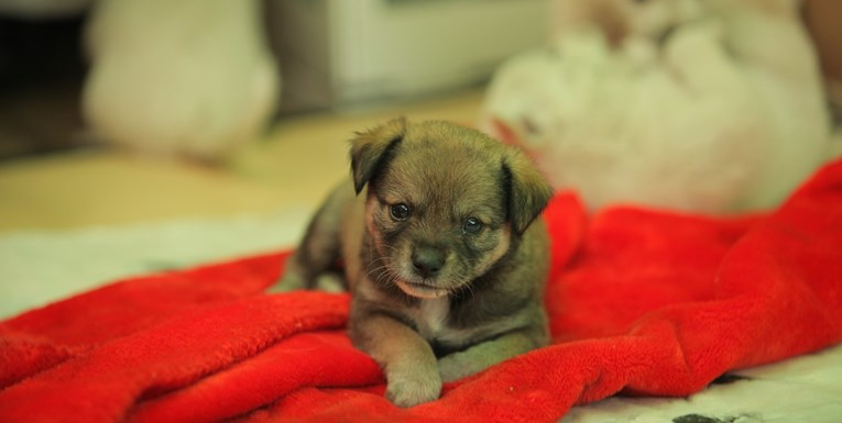 Deset razloga zbog kojih su mješanci savršeni psi za vas