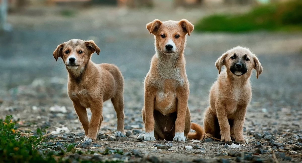 7 najčešćih mitova o psima u koje svi vjeruju