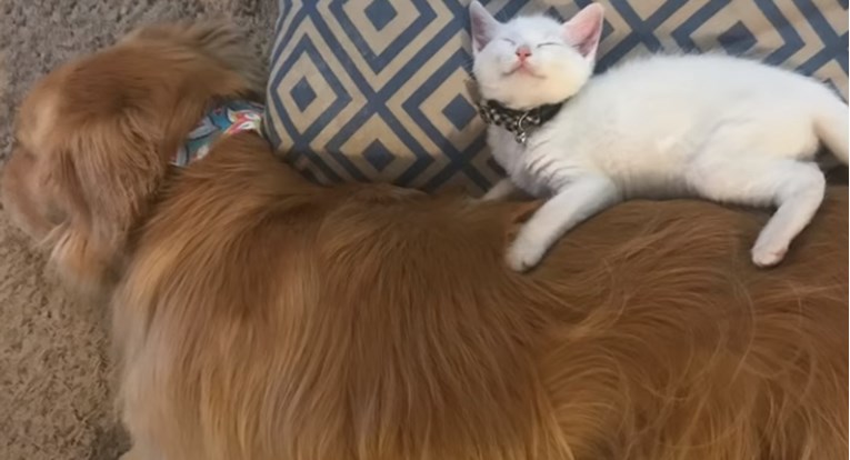 VIDEO Razmaženi pas primio novu macu u obitelj na neočekivan način