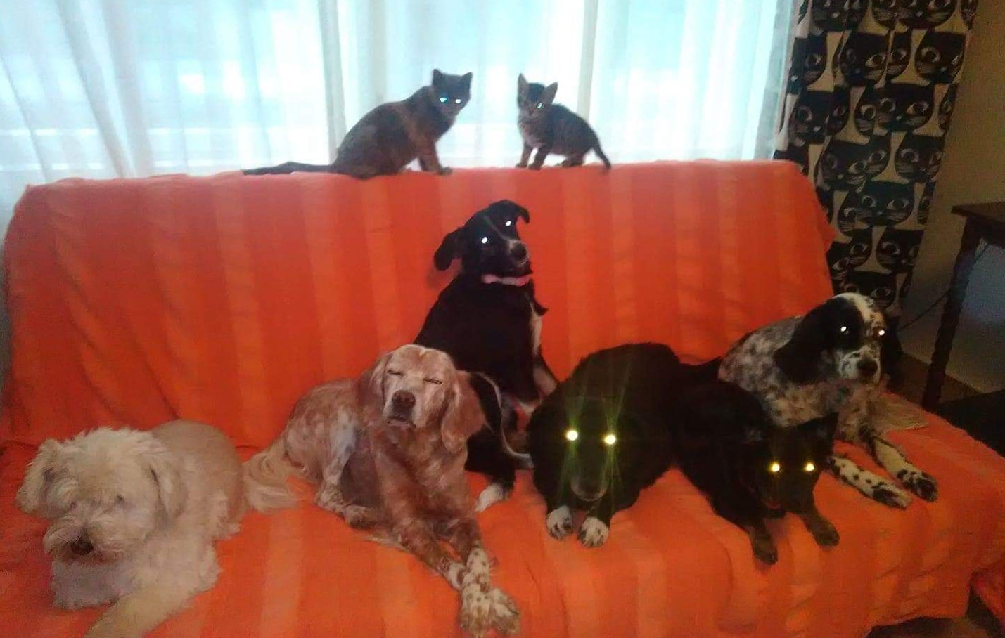 Žena iz Daruvara sama se brine o napuštenim i ranjenim životinjama, pomozimo joj