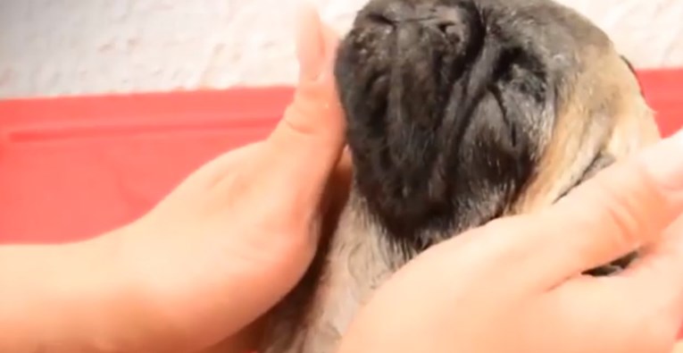 VIDEO Maleni mops uživa u kupanju i to izgleda najslađe na svijetu