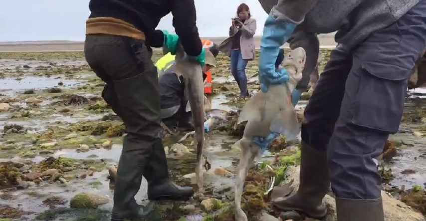 VIDEO Otkriće bez presedana: Na obali Bretanje pronađeno 450 uginulih morskih pasa