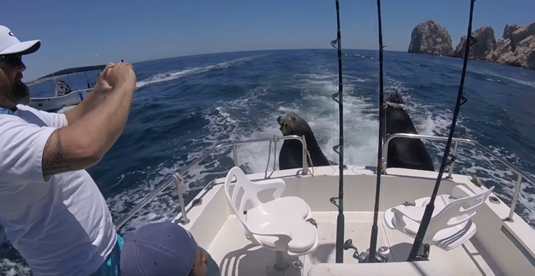 VIDEO Ekipa na brodici dobila je neočekivane goste koji su im uljepšali dan