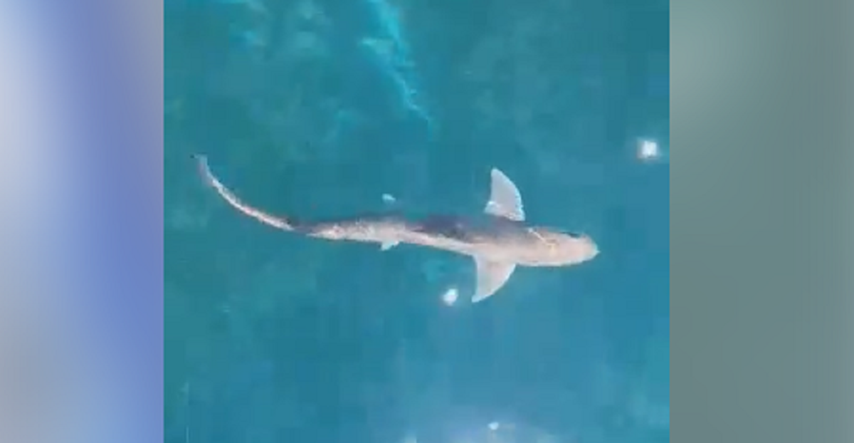 VIDEO U rovinjskoj luci snimljena beba morskog psa, pogledajte snimku