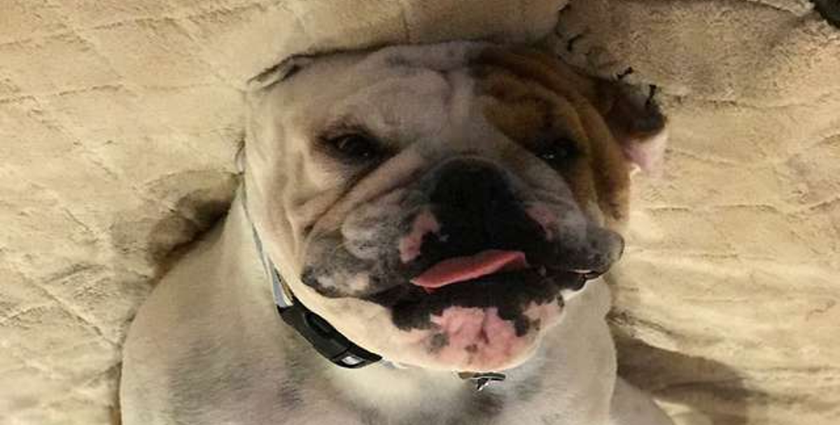 Pas je mjesecima imao mučnine, a kada su ustanovili zašto, šokirali su se