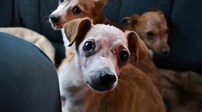Spasili su 11 pasa koji su živjeli sa siromašnom bakom i jeli jedino kruh