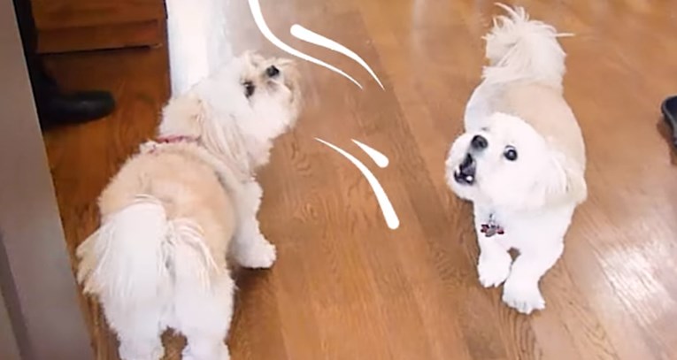 VIDEO Preslatki psići vidjeli su se nakon četiri mjeseca i potpuno poludjeli jedan za drugim
