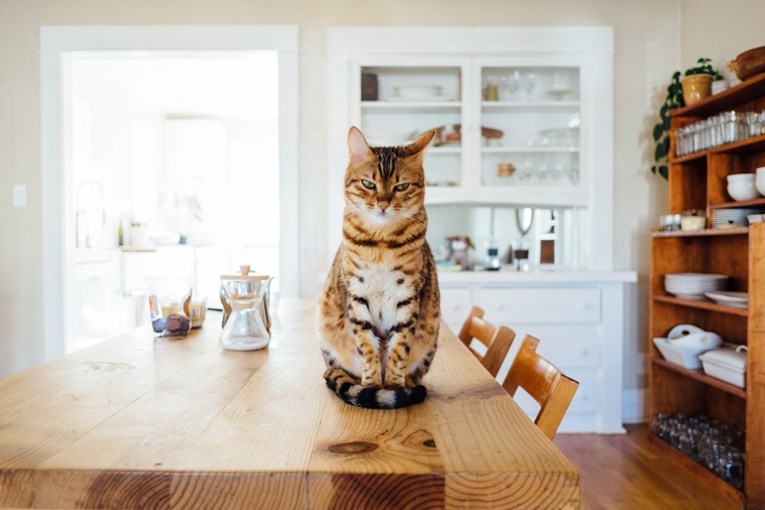 Mačja komunikacija: Saznajte idete li svojoj mački na živce