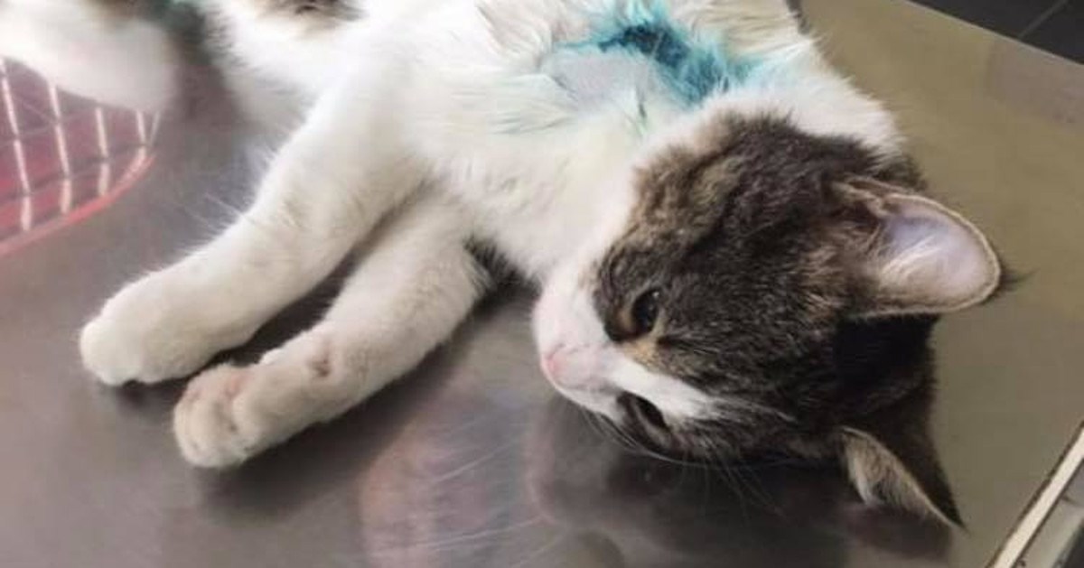 Manijak iz okolice Vinkovaca pogodio mačku zračnom puškom