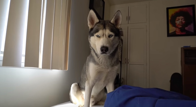 VIDEO Ovako izgleda buđenje kraj luckastog haskija