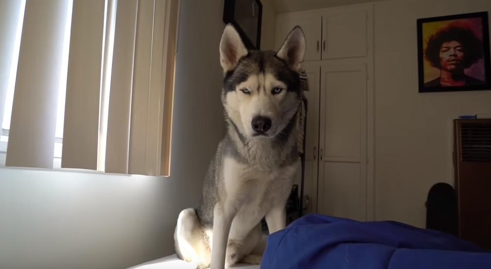 VIDEO Ovako izgleda buđenje kraj luckastog haskija