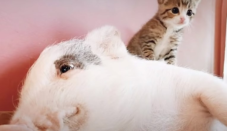 VIDEO Spašeni praščić misli da je mačka i ponaša se kao jedna od njih
