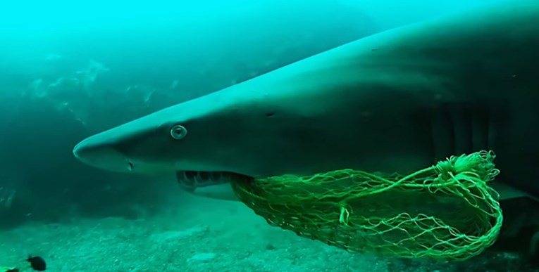 Hrabri ronilac riskirao je život kako bi spasio morskog psa