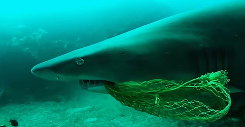 Hrabri ronilac riskirao je život kako bi spasio morskog psa