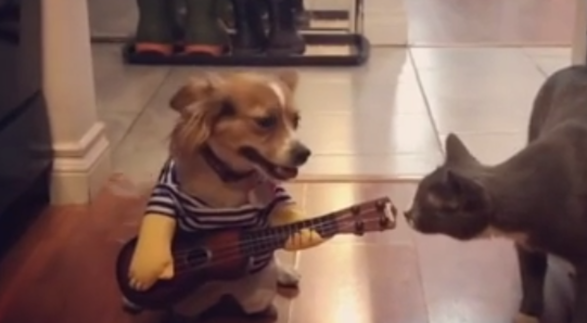 Psić "zasvirao" gitaru kako bi dobio slasnu nagradu