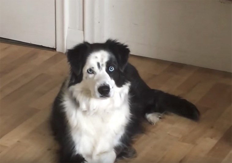 Tvrdoglava kujica želi u dvorište pa se ponaša kao razmaženo dijete