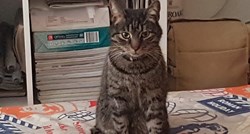 ZAGREB Nestao mačak koji ima epilepsiju, pomozite mu da se vrati doma