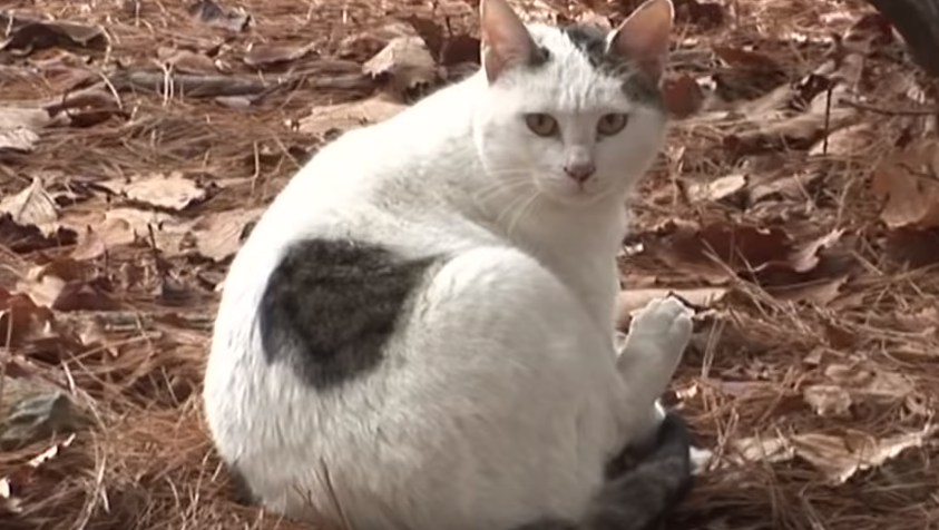 Mačak mjesecima na istom mjestu čekao vlasnika koji se nikada nije vratio