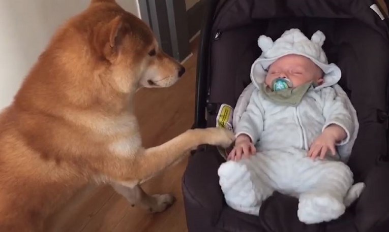 Najslađi video: Pas njiše bebu da lakše zaspi