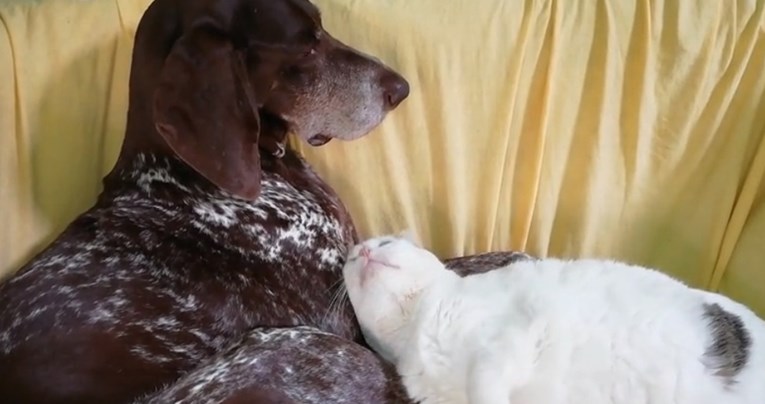 VIDEO Maca se jako želi družiti sa psom, no on baš i nije raspoložen