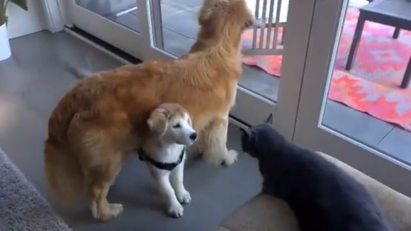 Lukavo štene se sakrilo iz tate kako bi sa sigurne udaljenosti napalo macu