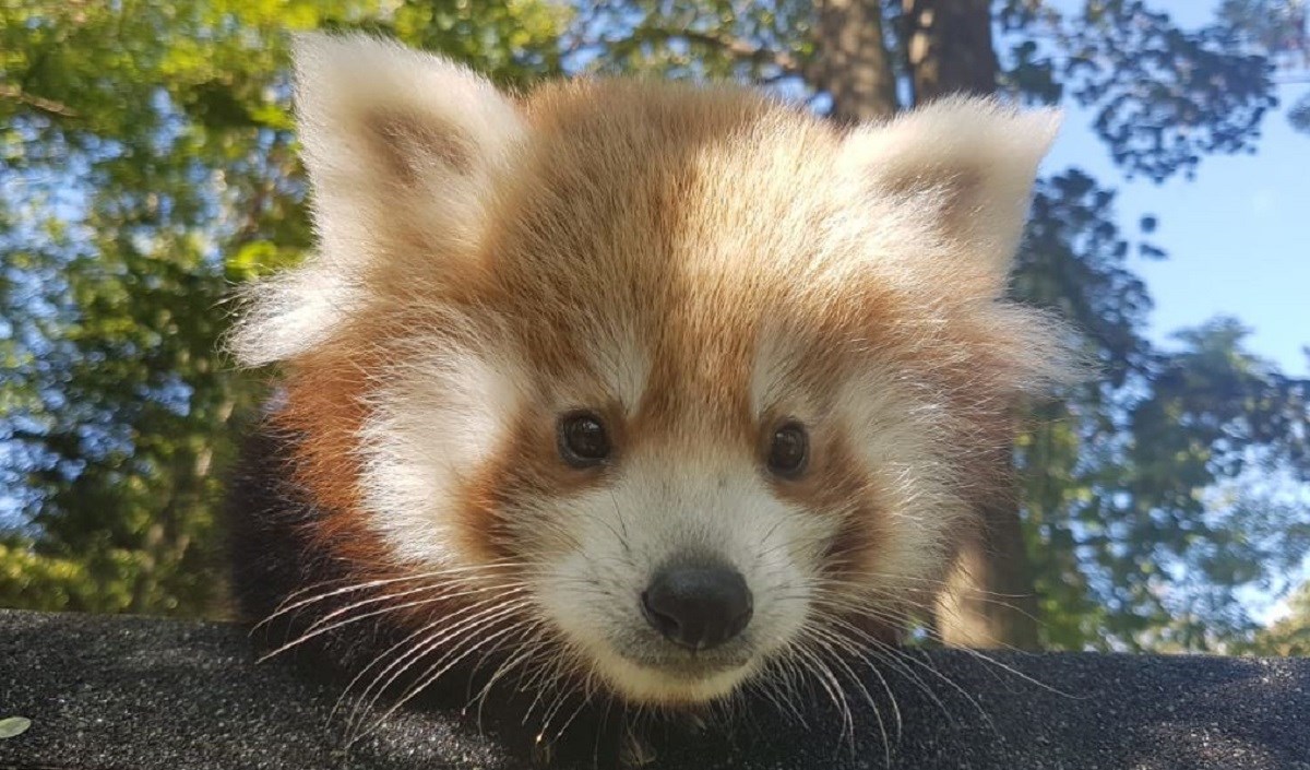 Traži se ime za preslatko mladunče crvene pande iz zagrebačkog ZOO-a