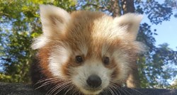 Traži se ime za preslatko mladunče crvene pande iz zagrebačkog ZOO-a