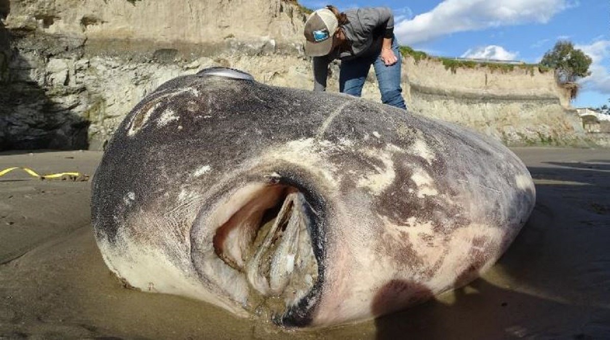 Ovo se nasukalo na plažu i iznenadilo biologe: "Skoro sam pala sa stolice"