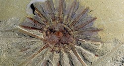 Pronađeni ostaci misterioznog morskog stvorenja s 18 krakova