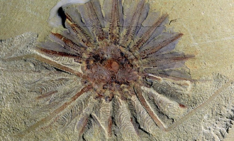 Pronađeni ostaci misterioznog morskog stvorenja s 18 krakova